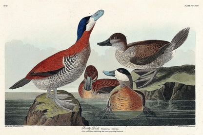 Ruddy Duck by John J. Audubon