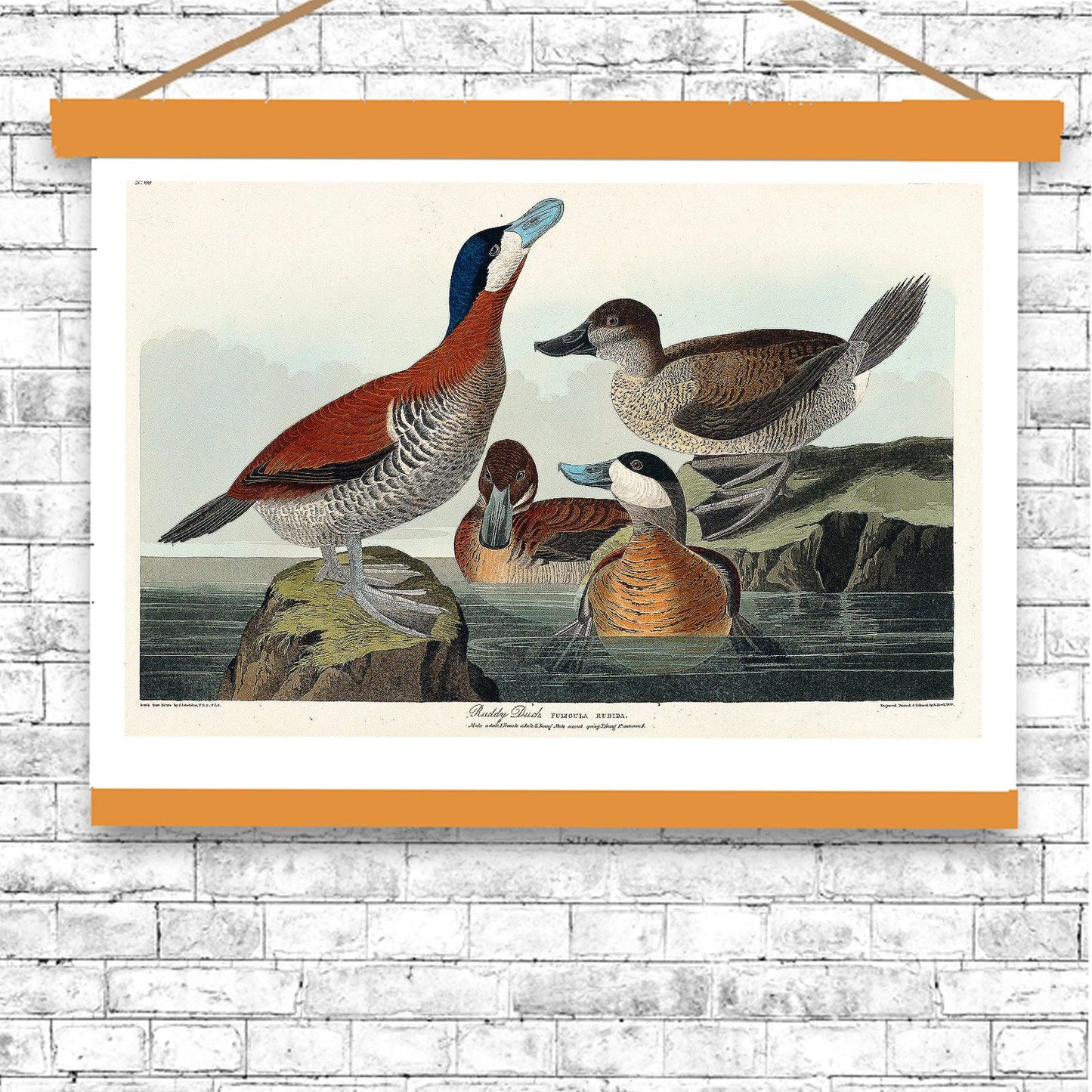Ruddy Duck by John J. Audubon