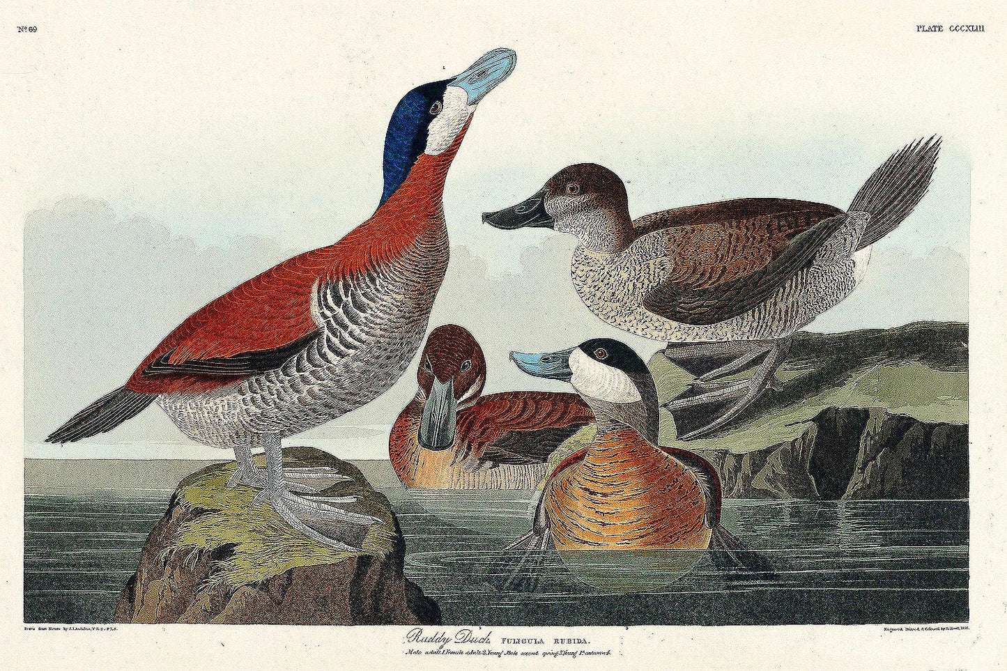 Ruddy Duck by John J. Audubon