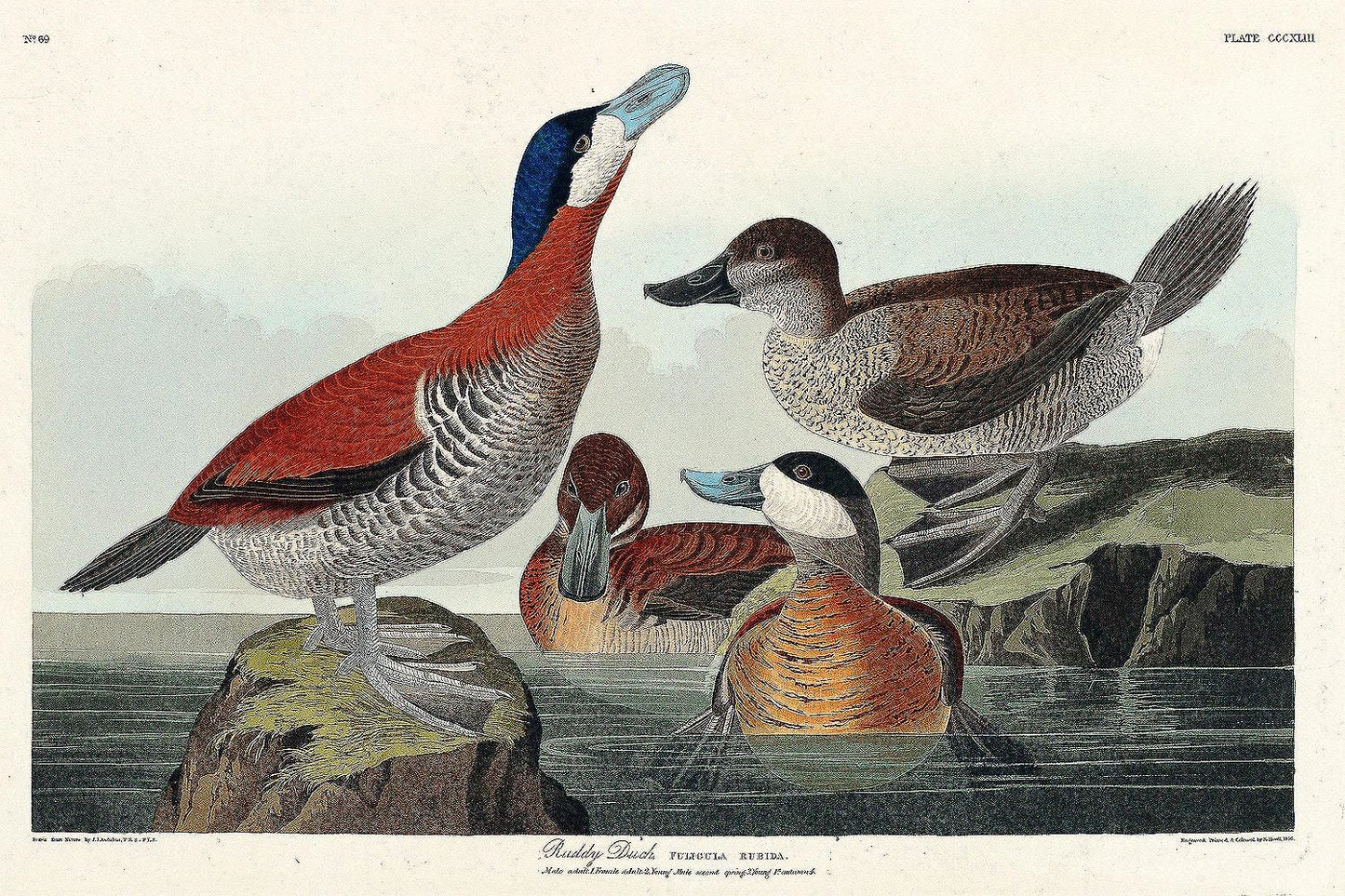Ruddy Duck by John J. Audubon