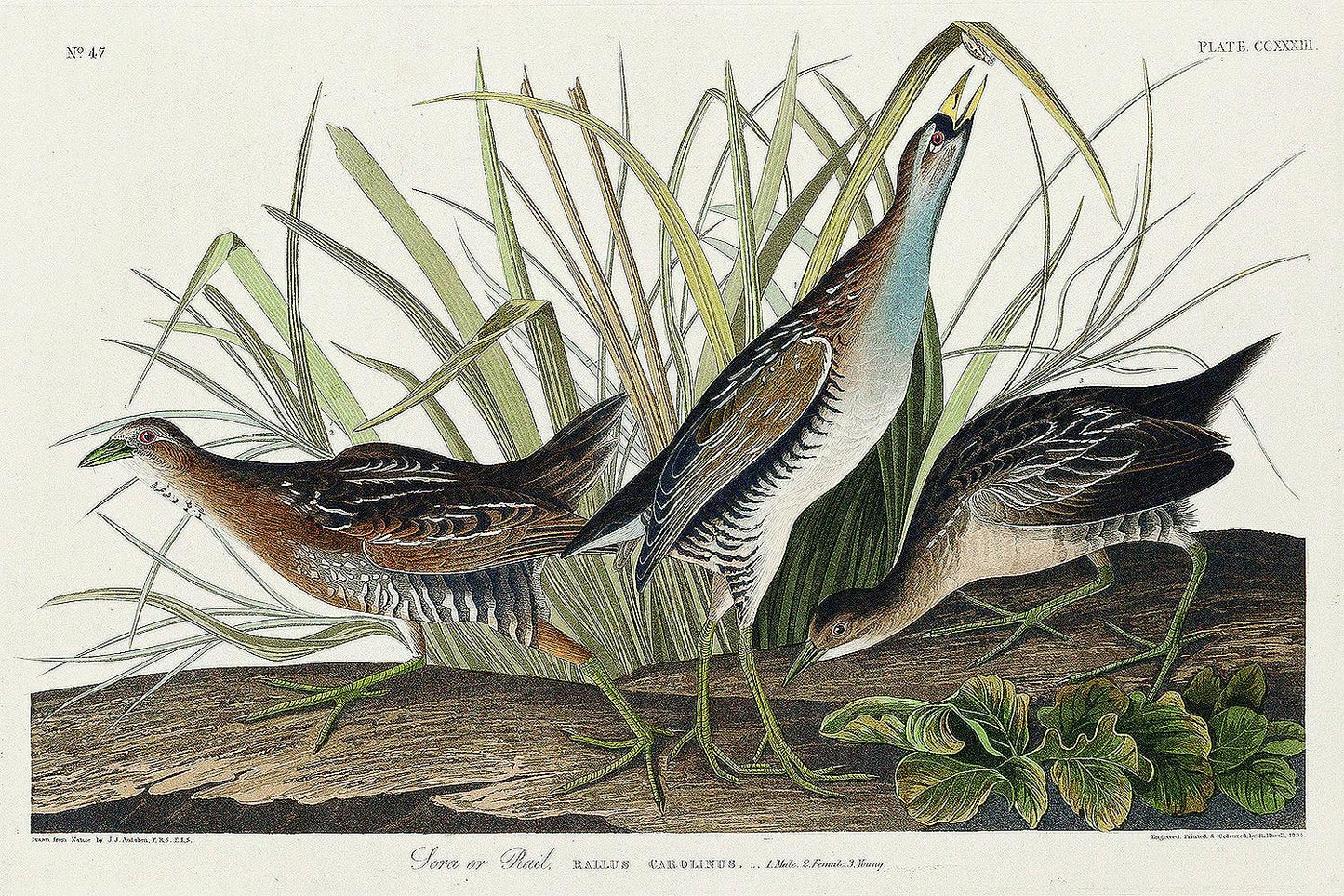 Sora(or Rail) by John J. Audubon