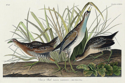Sora(or Rail) by John J. Audubon