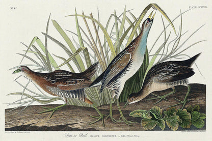 Sora(or Rail) by John J. Audubon