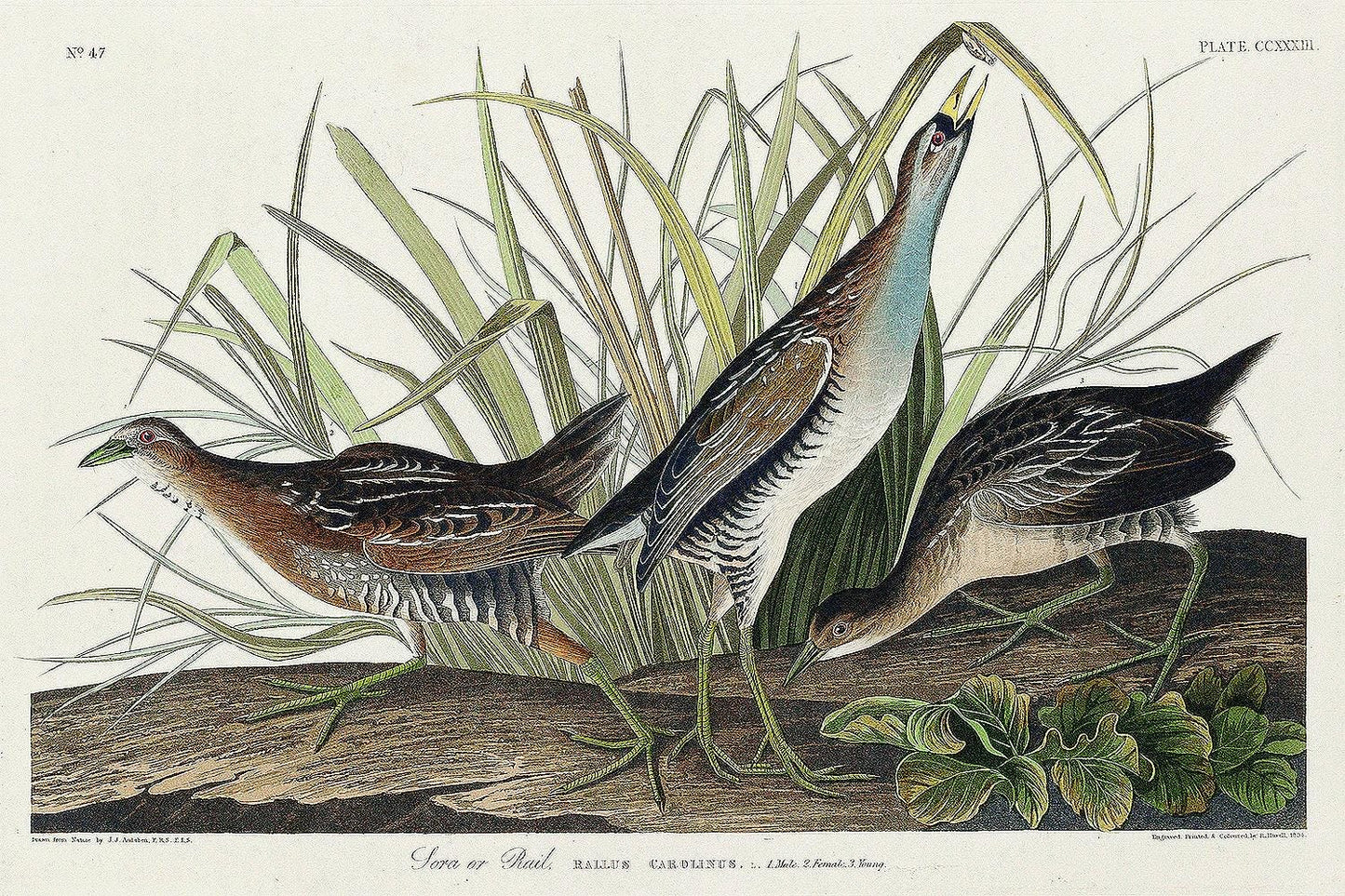 Sora(or Rail) by John J. Audubon