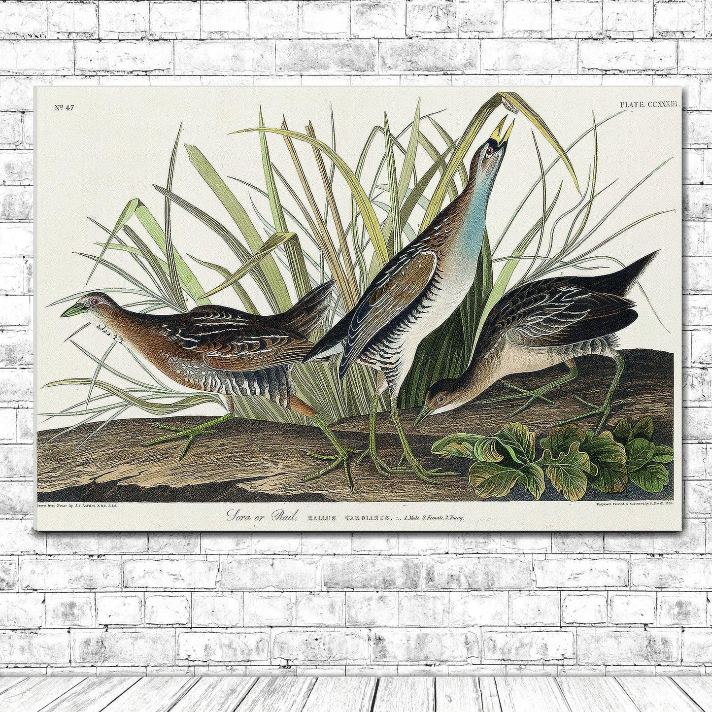Sora(or Rail) by John J. Audubon