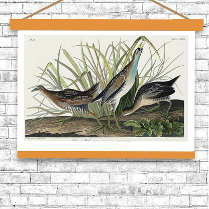 Sora(or Rail) by John J. Audubon
