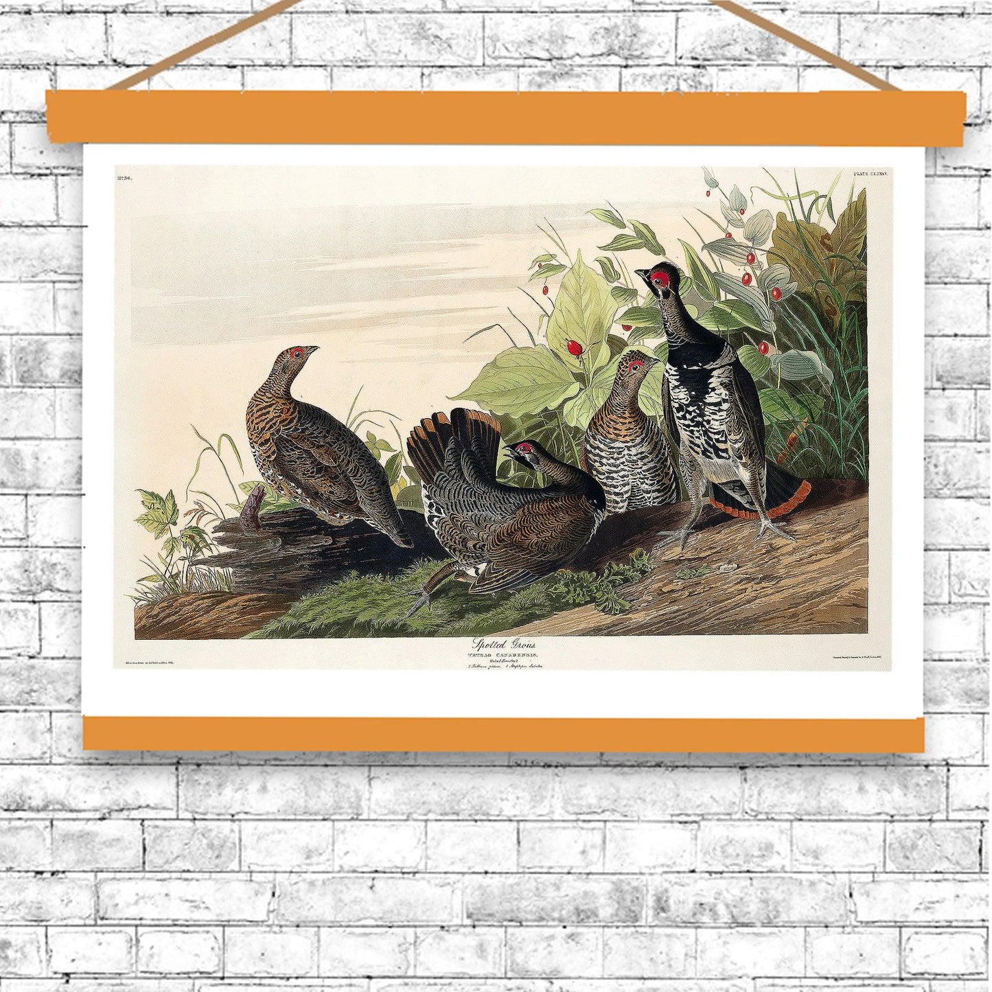 Spotted Grouse by John J. Audubon