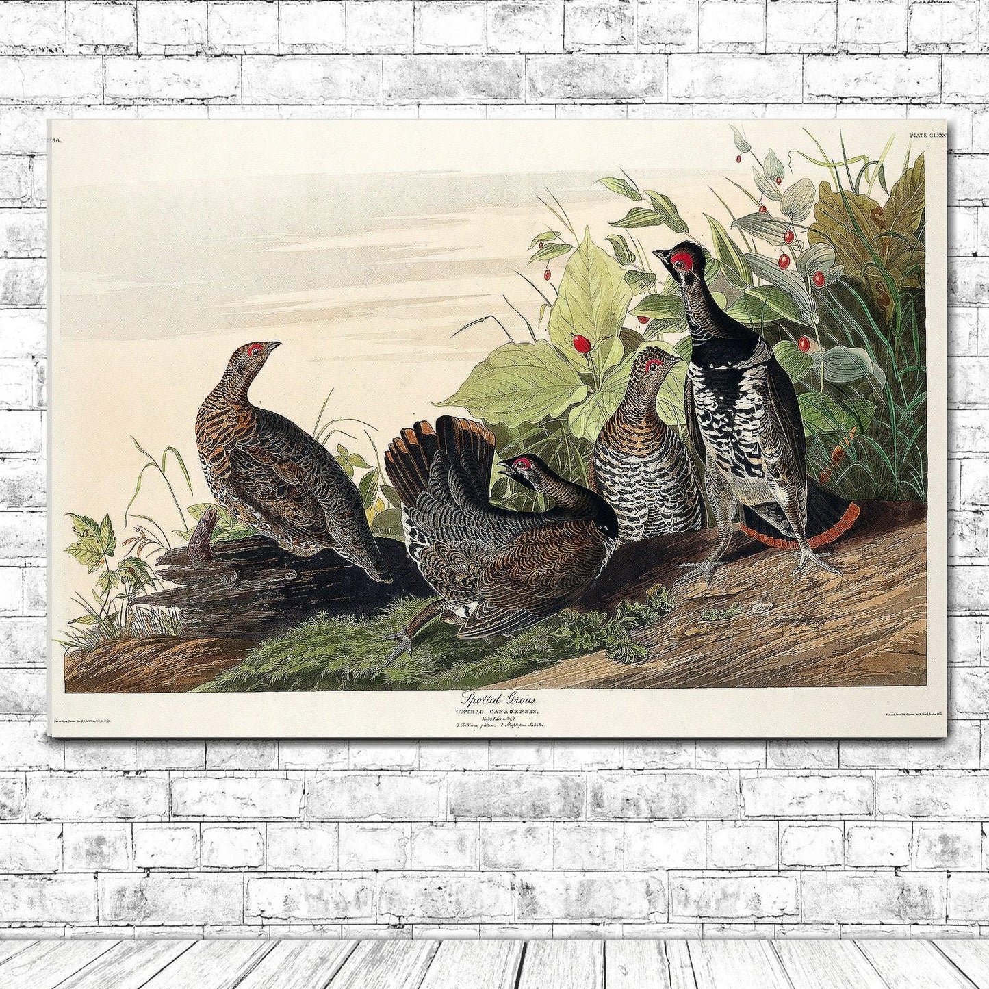 Spotted Grouse by John J. Audubon