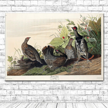 Spotted Grouse by John J. Audubon