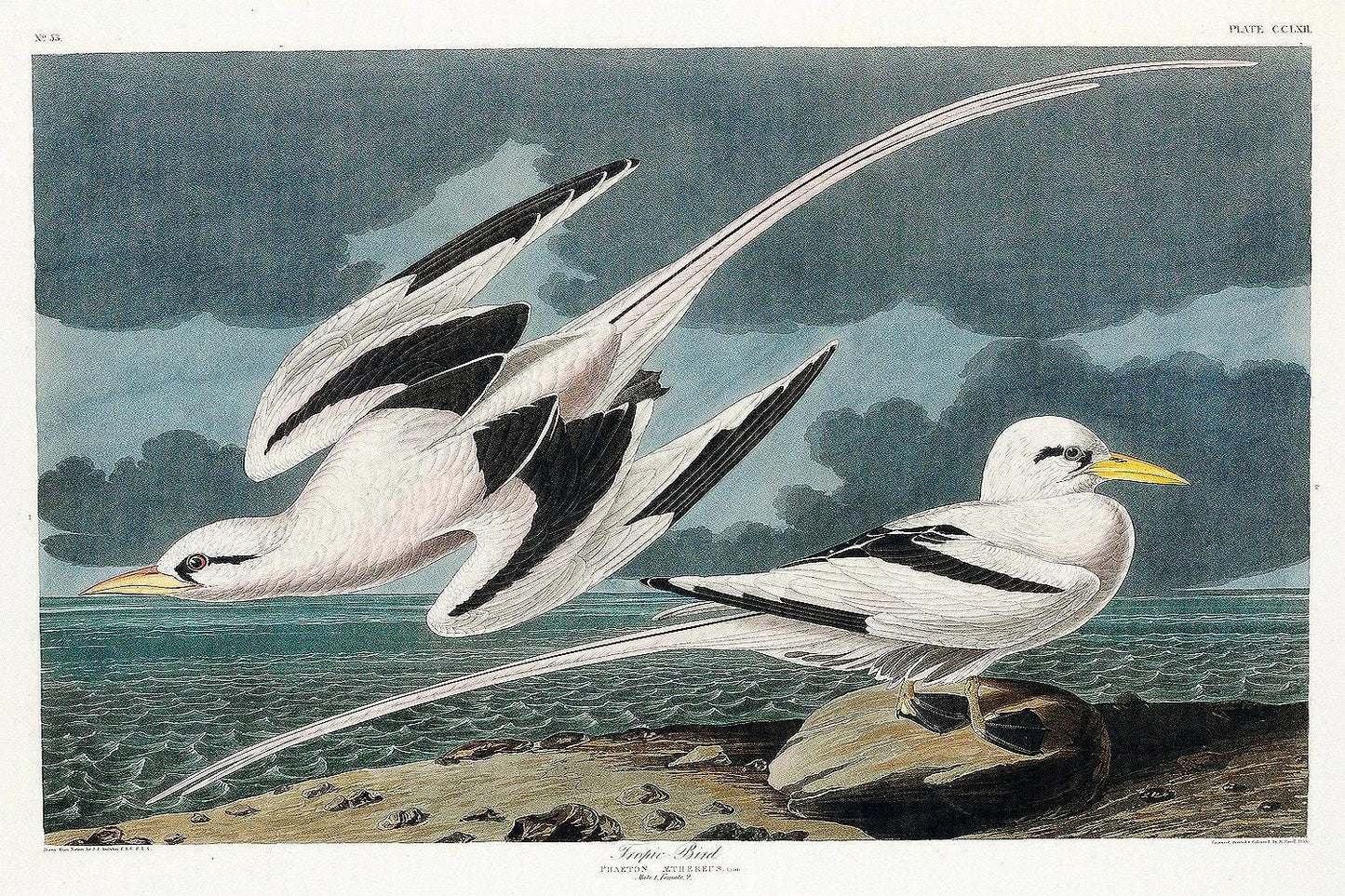Tropic Bird by John J. Audubon