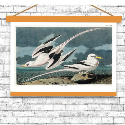 Tropic Bird by John J. Audubon