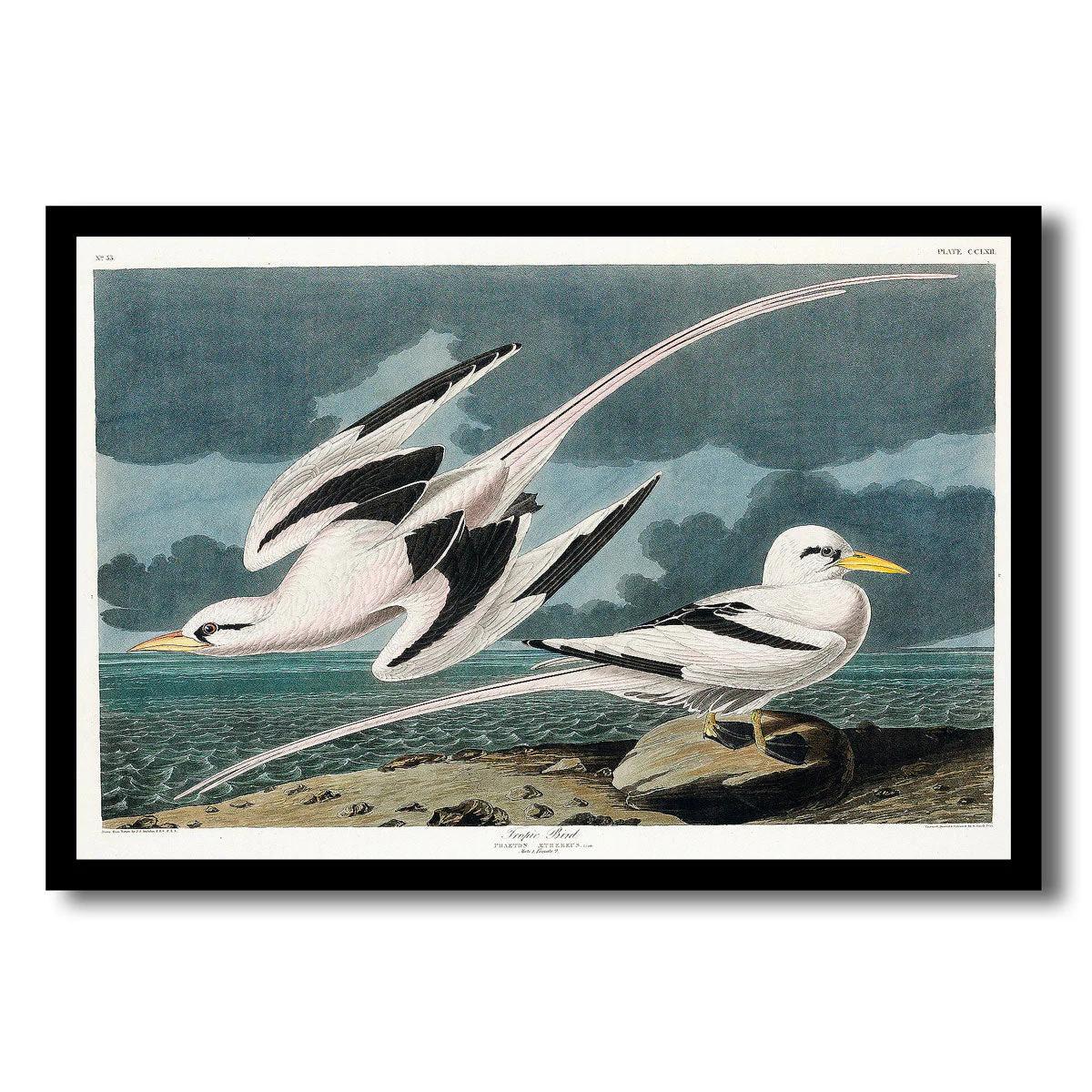 Tropic Bird by John J. Audubon