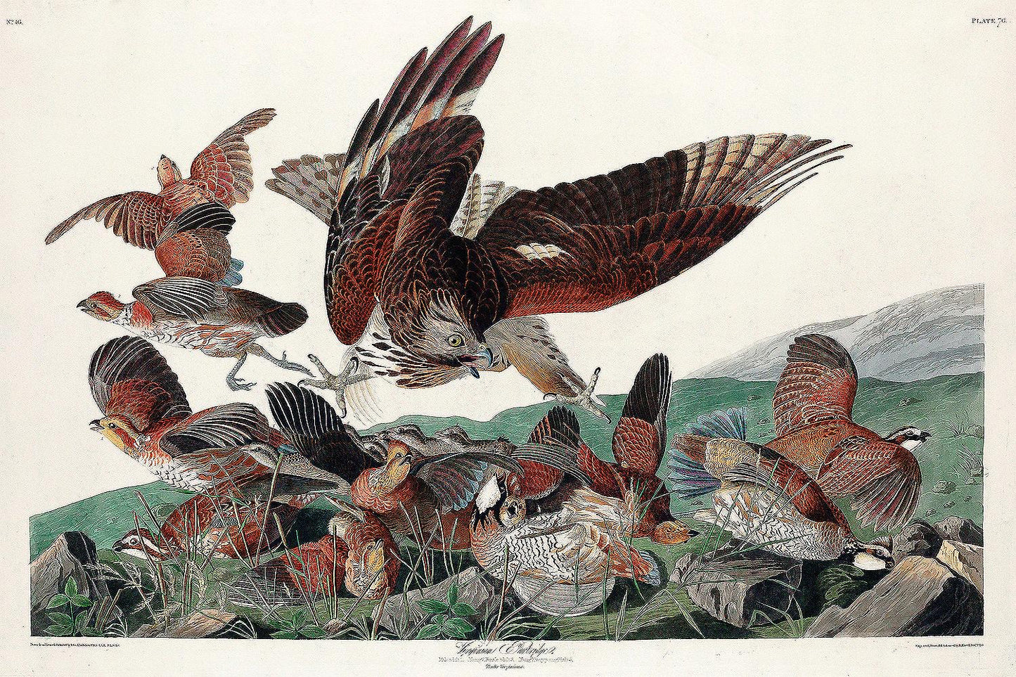 Virginian Partridge by John J. Audubon