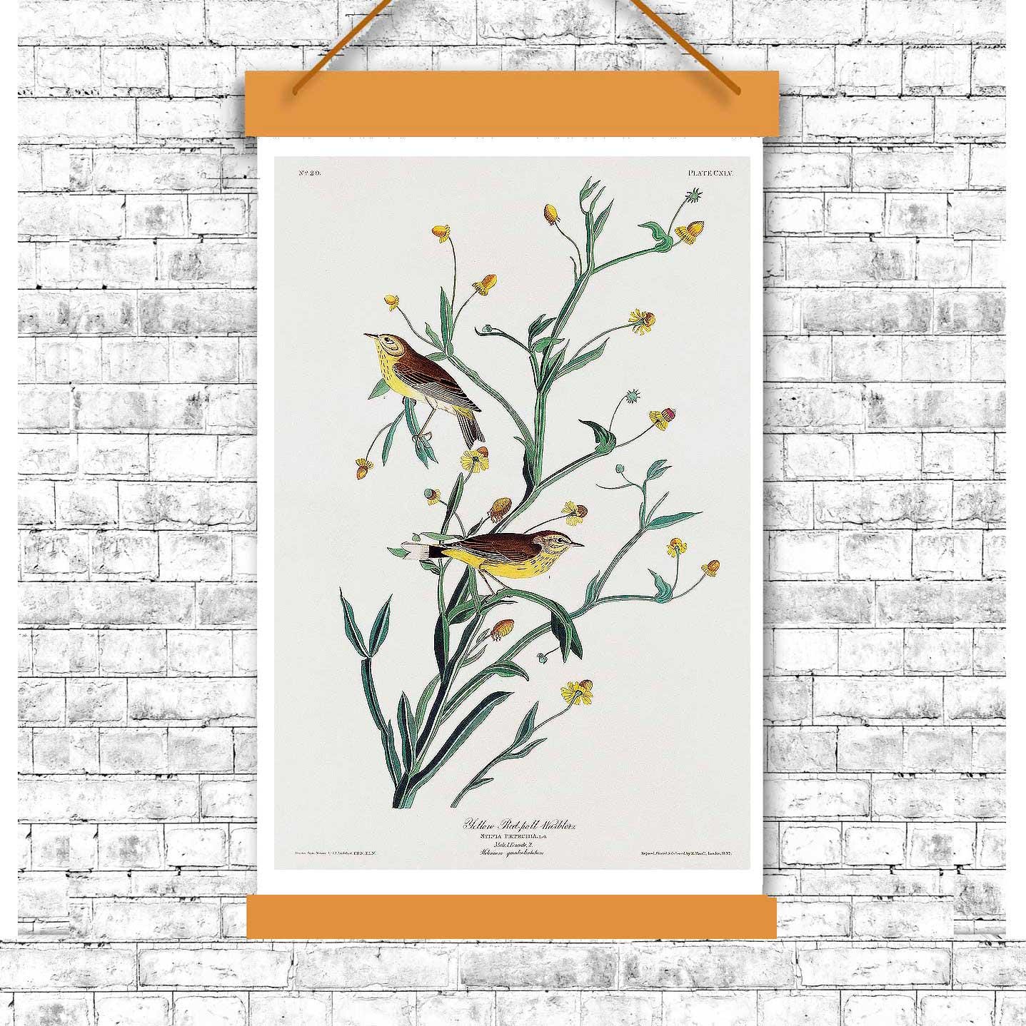 Yellow Red-poll Warbler by John J. Audubon
