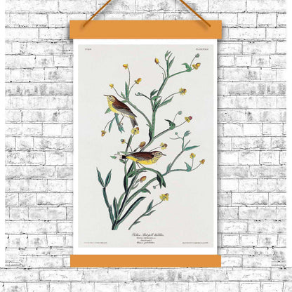 Yellow Red-poll Warbler by John J. Audubon