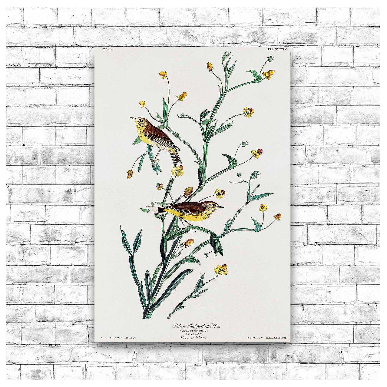 Yellow Red-poll Warbler by John J. Audubon