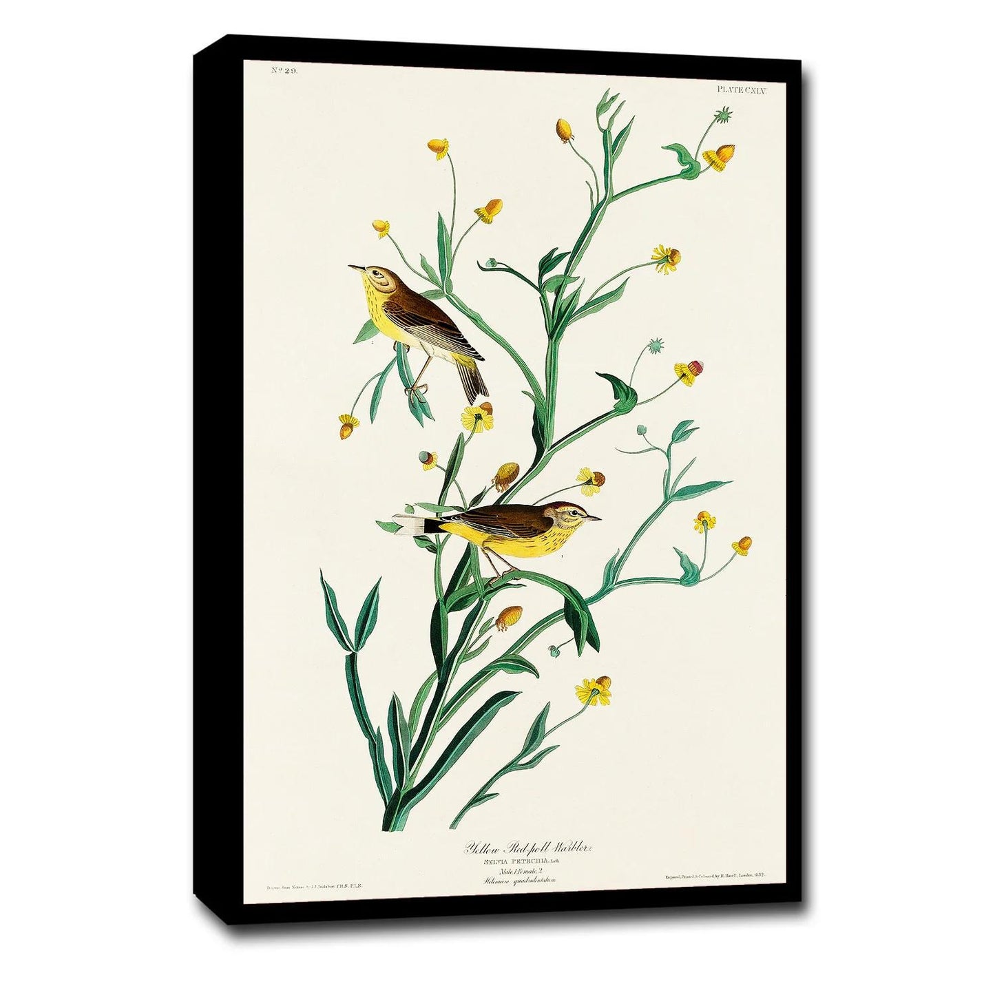Yellow Red-poll Warbler by John J. Audubon