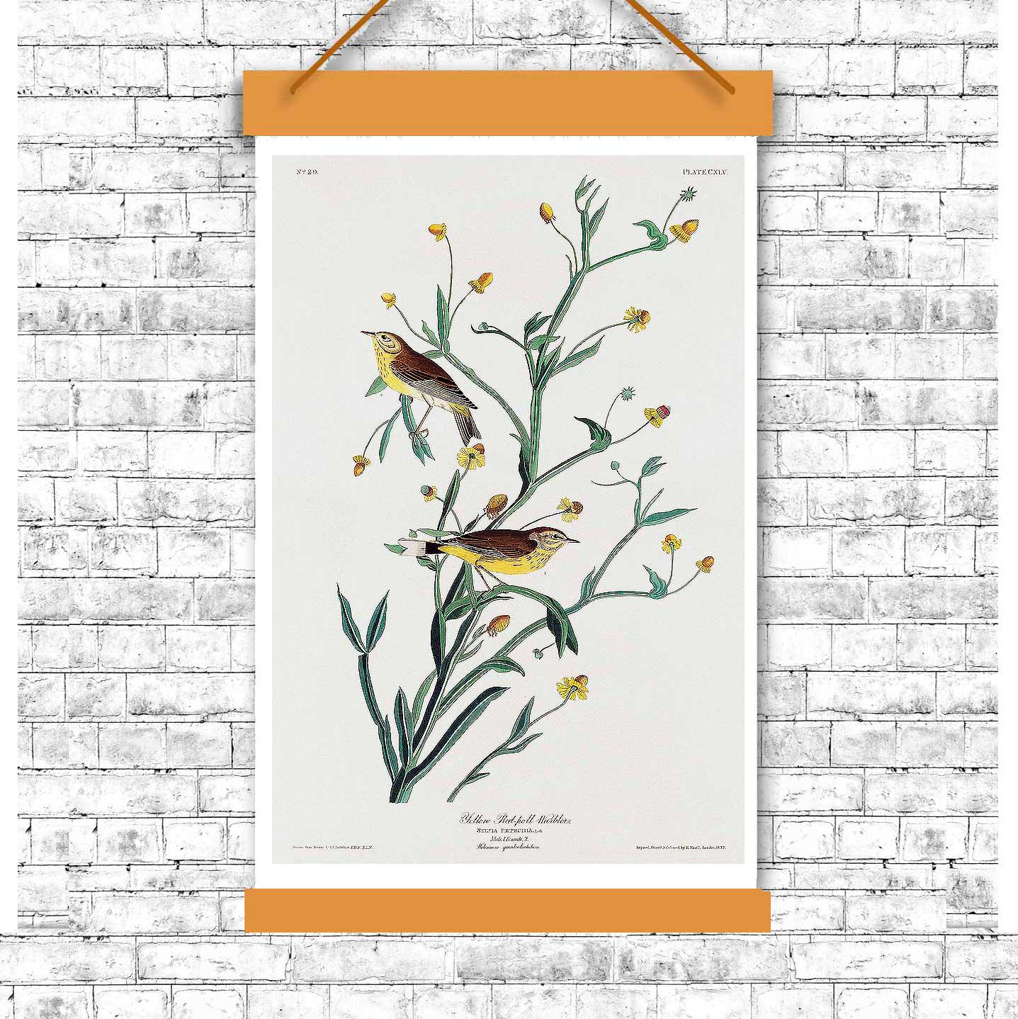 Yellow Red-poll Warbler by John J. Audubon