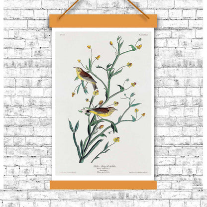Yellow Red-poll Warbler by John J. Audubon