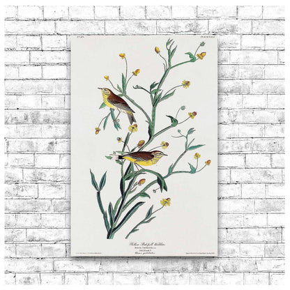Yellow Red-poll Warbler by John J. Audubon