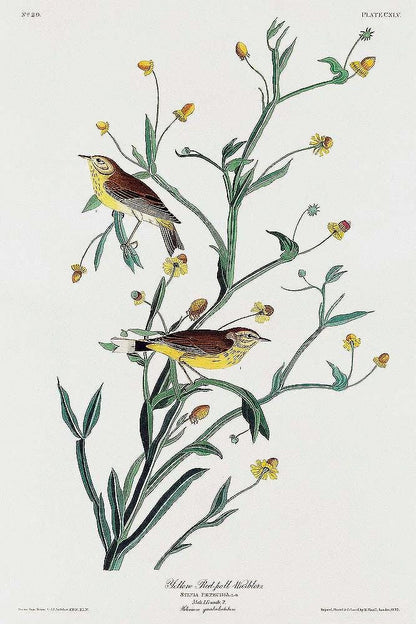 Yellow Red-poll Warbler by John J. Audubon