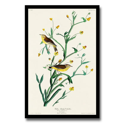 Yellow Red-poll Warbler by John J. Audubon