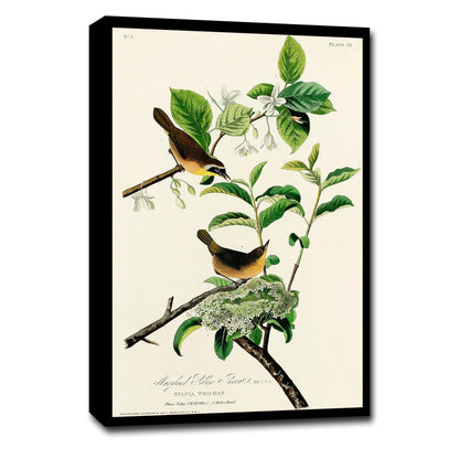 AA-Yellow-breasted Warbler by John J. Audubon