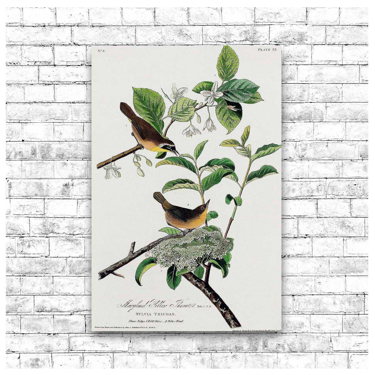 AA-Yellow-breasted Warbler by John J. Audubon