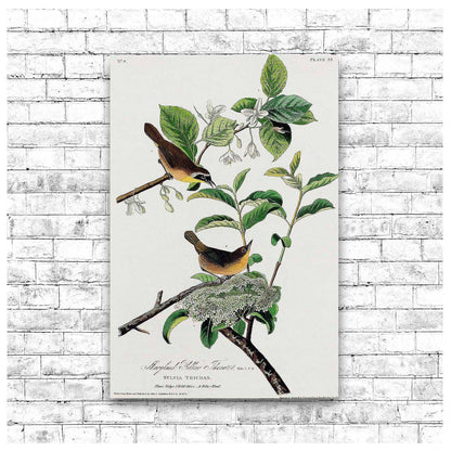AA-Yellow-breasted Warbler by John J. Audubon