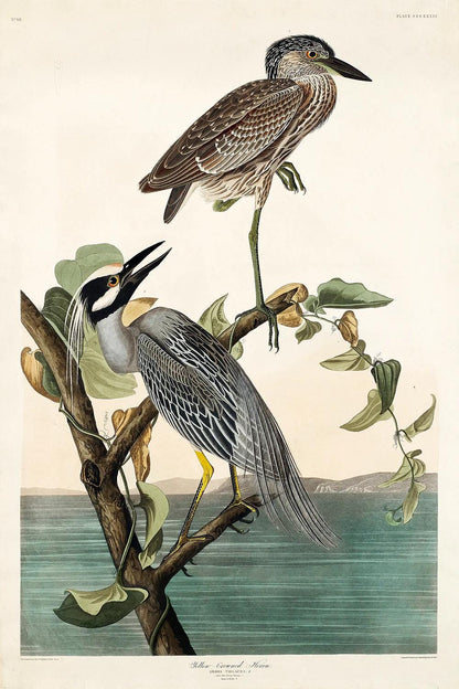 AA-Yellow-Crowned Heron by John J. Audubon