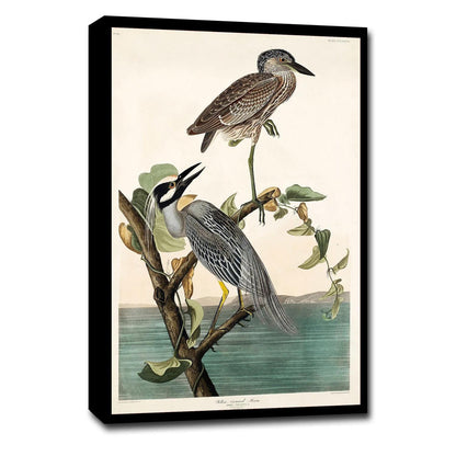 AA-Yellow-Crowned Heron by John J. Audubon