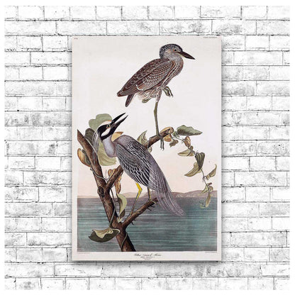 AA-Yellow-Crowned Heron by John J. Audubon