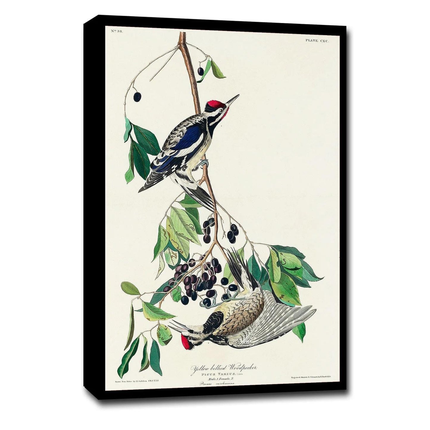 Yellow bellied Woodpecker by John J. Audubon