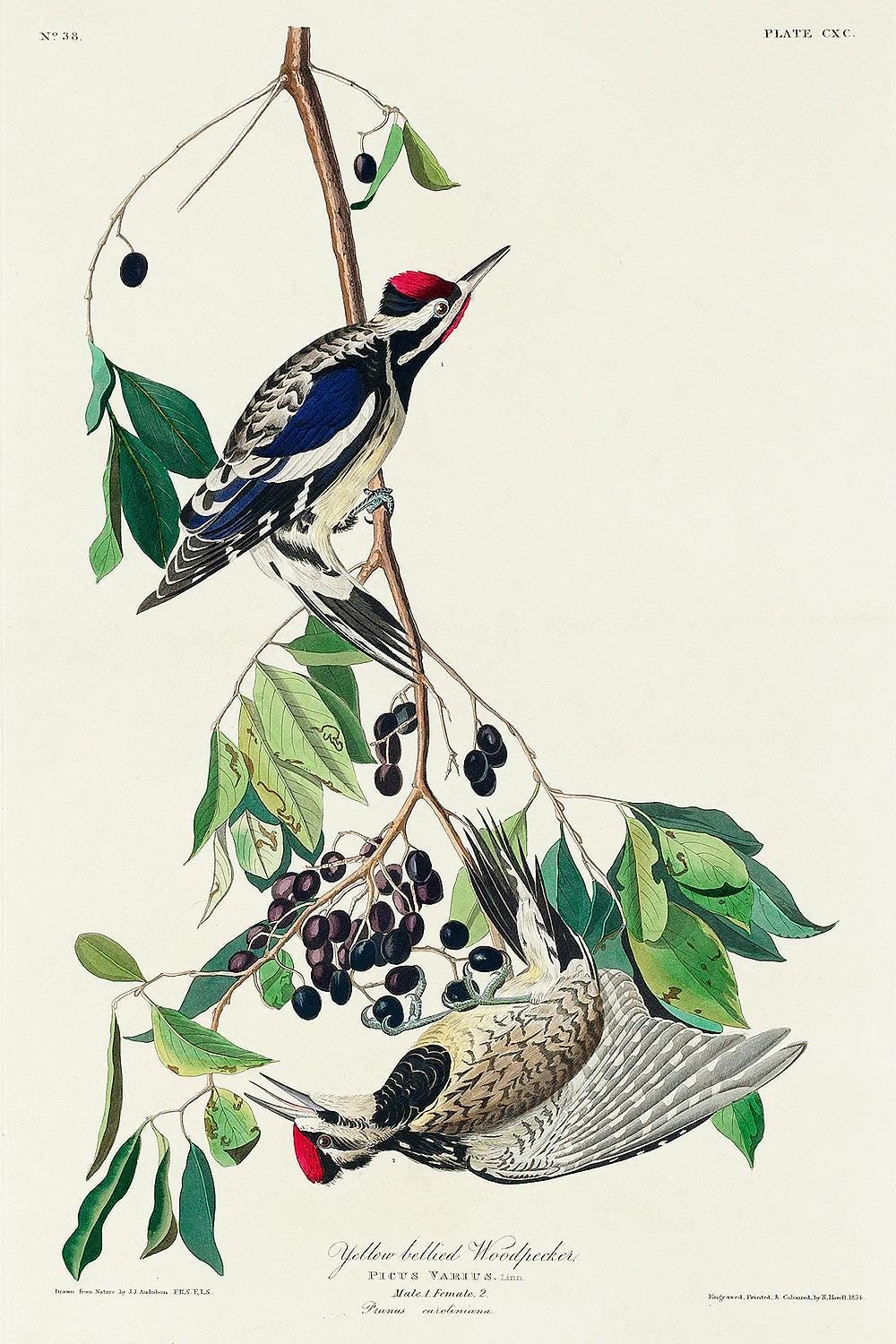 Illustration of a yellow-bellied woodpecker perched on a branch with berries.