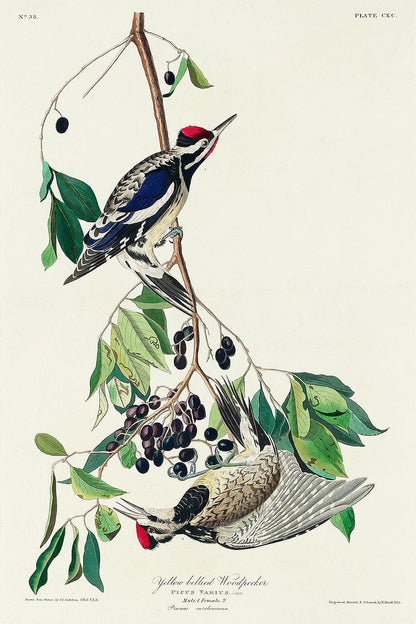 Illustration of a yellow-bellied woodpecker perched on a branch with berries.