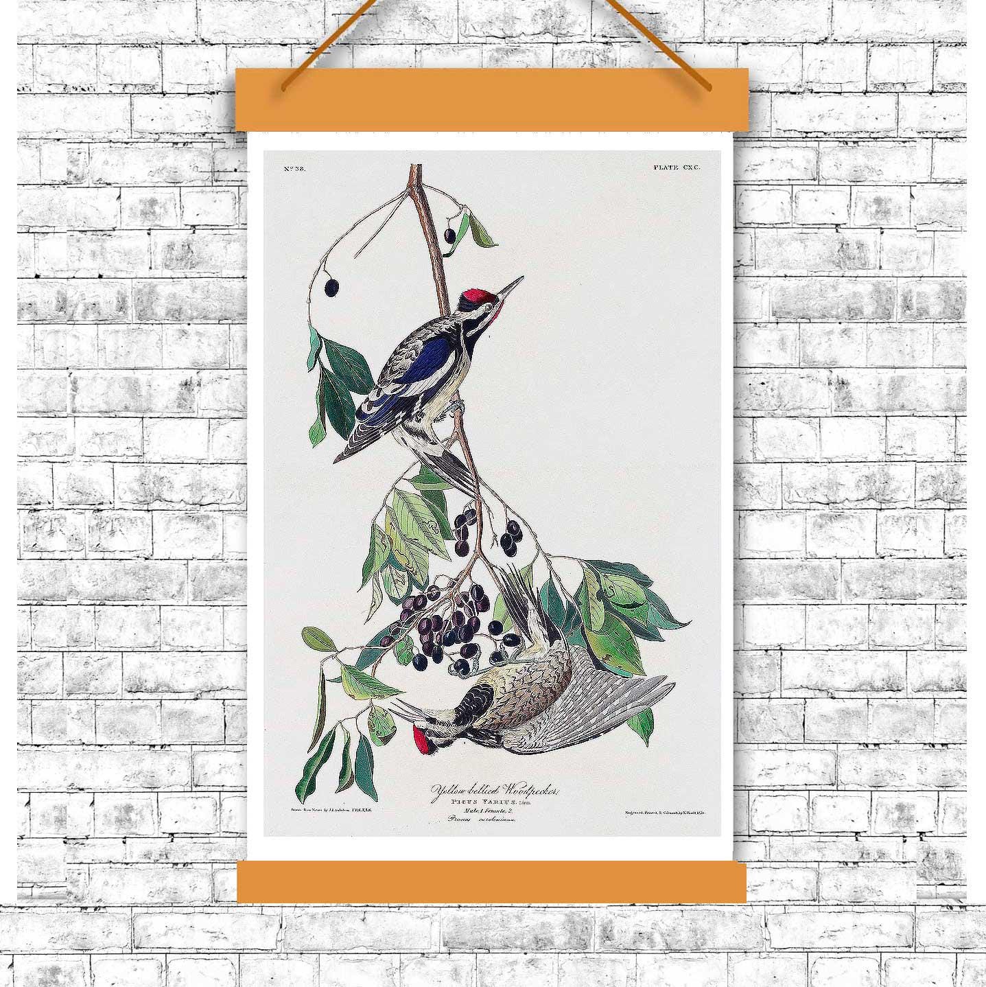 Yellow bellied Woodpecker by John J. Audubon