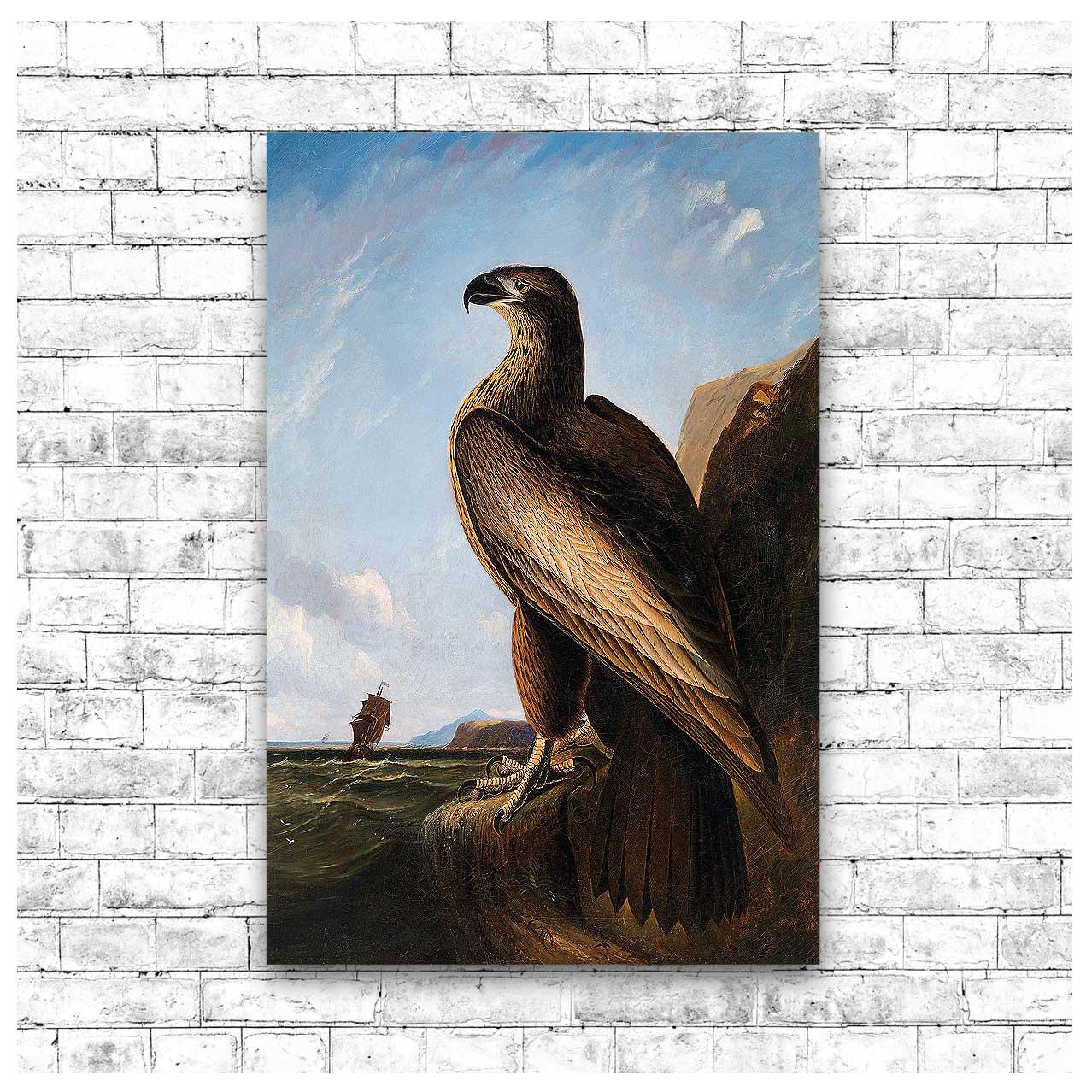 Washington Sea Eagle by John J. Audubon