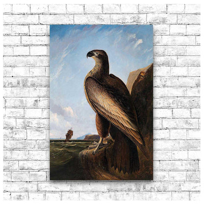 Washington Sea Eagle by John J. Audubon