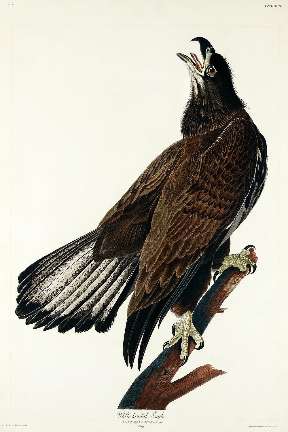 Illustration of a white-bellied eagle perched on a branch with a neutral background