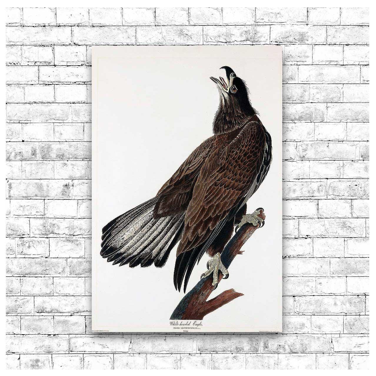 AA-White-headed Eagle by John J. Audubon