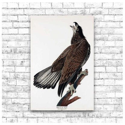 AA-White-headed Eagle by John J. Audubon
