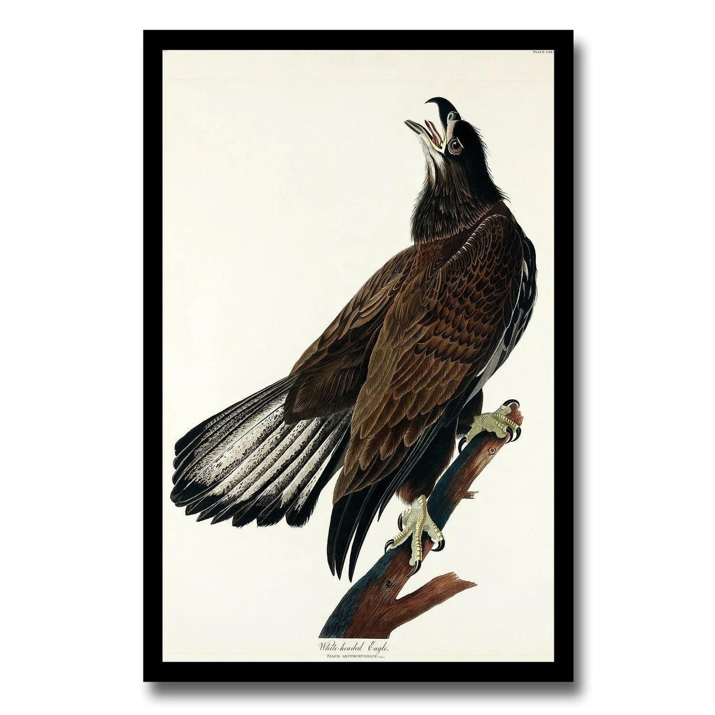 AA-White-headed Eagle by John J. Audubon