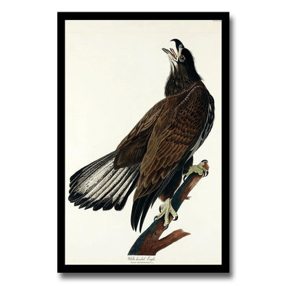 AA-White-headed Eagle by John J. Audubon