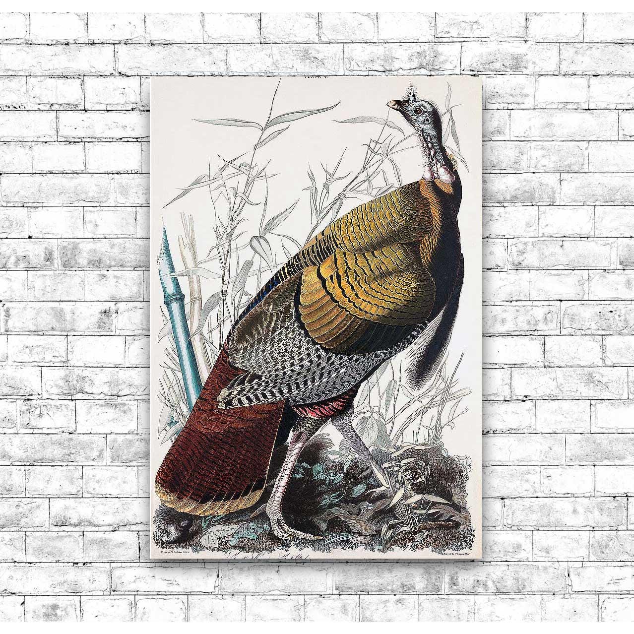 AA-Wild Turkey or Great American Cock by John J. Audubon