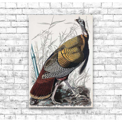 AA-Wild Turkey or Great American Cock by John J. Audubon