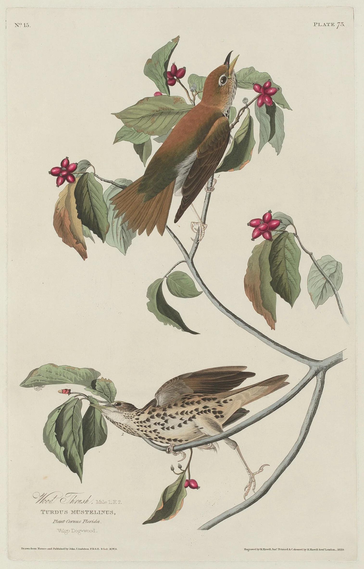 Illustration of two birds on branches with leaves and flowers