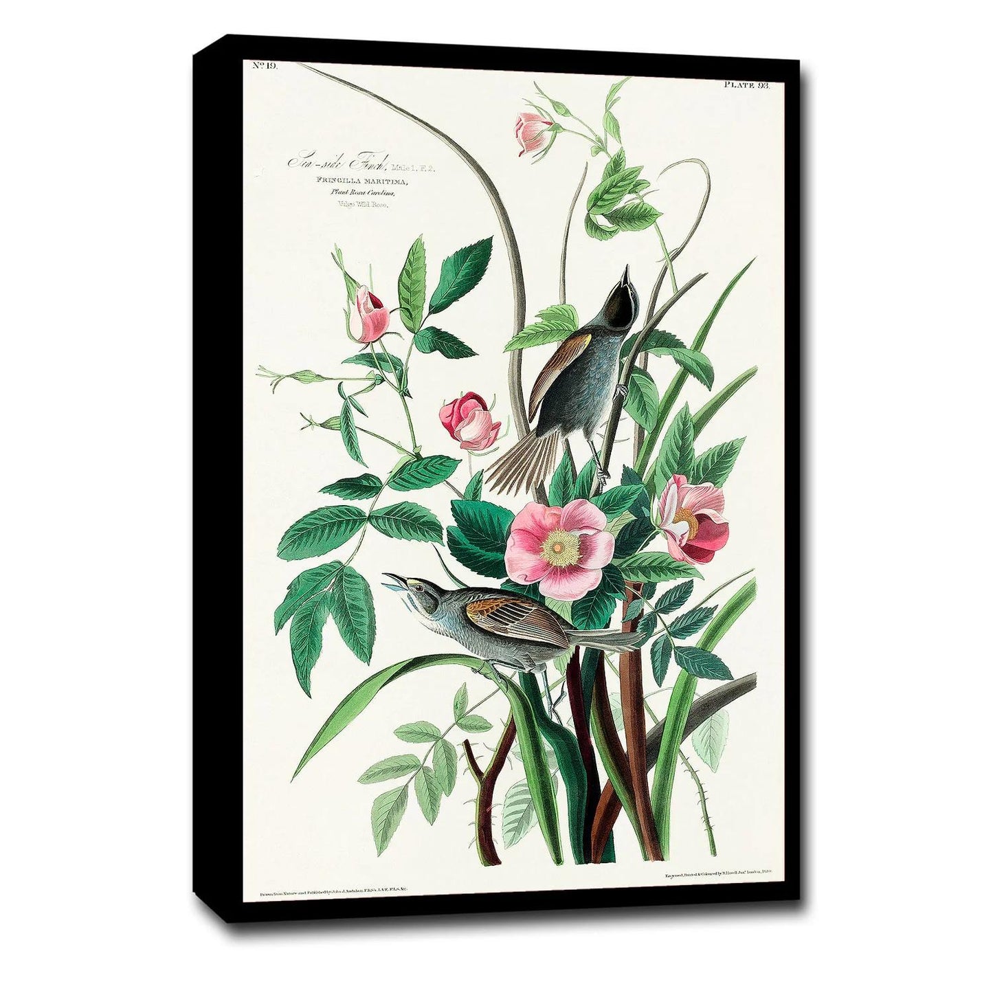 Seaside Finch by John J. Audubon