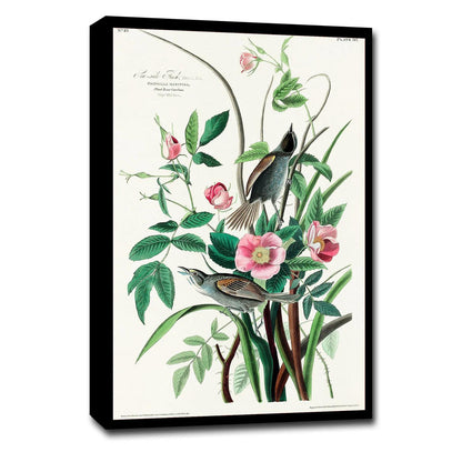 Seaside Finch by John J. Audubon
