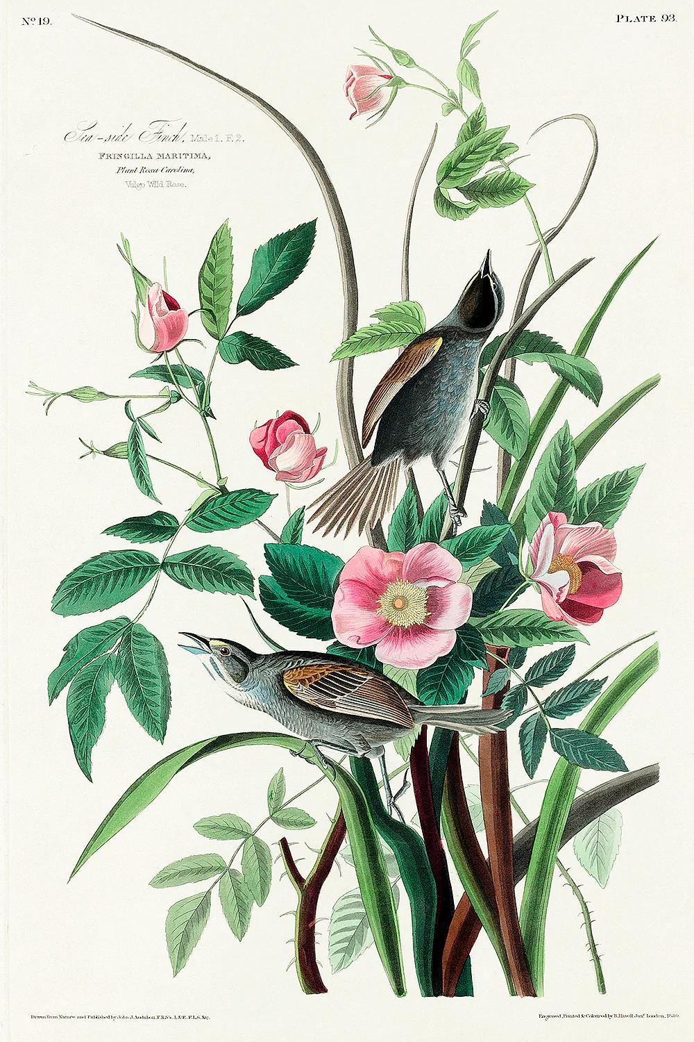 Illustration of two birds perched on branches with pink flowers and green leaves.