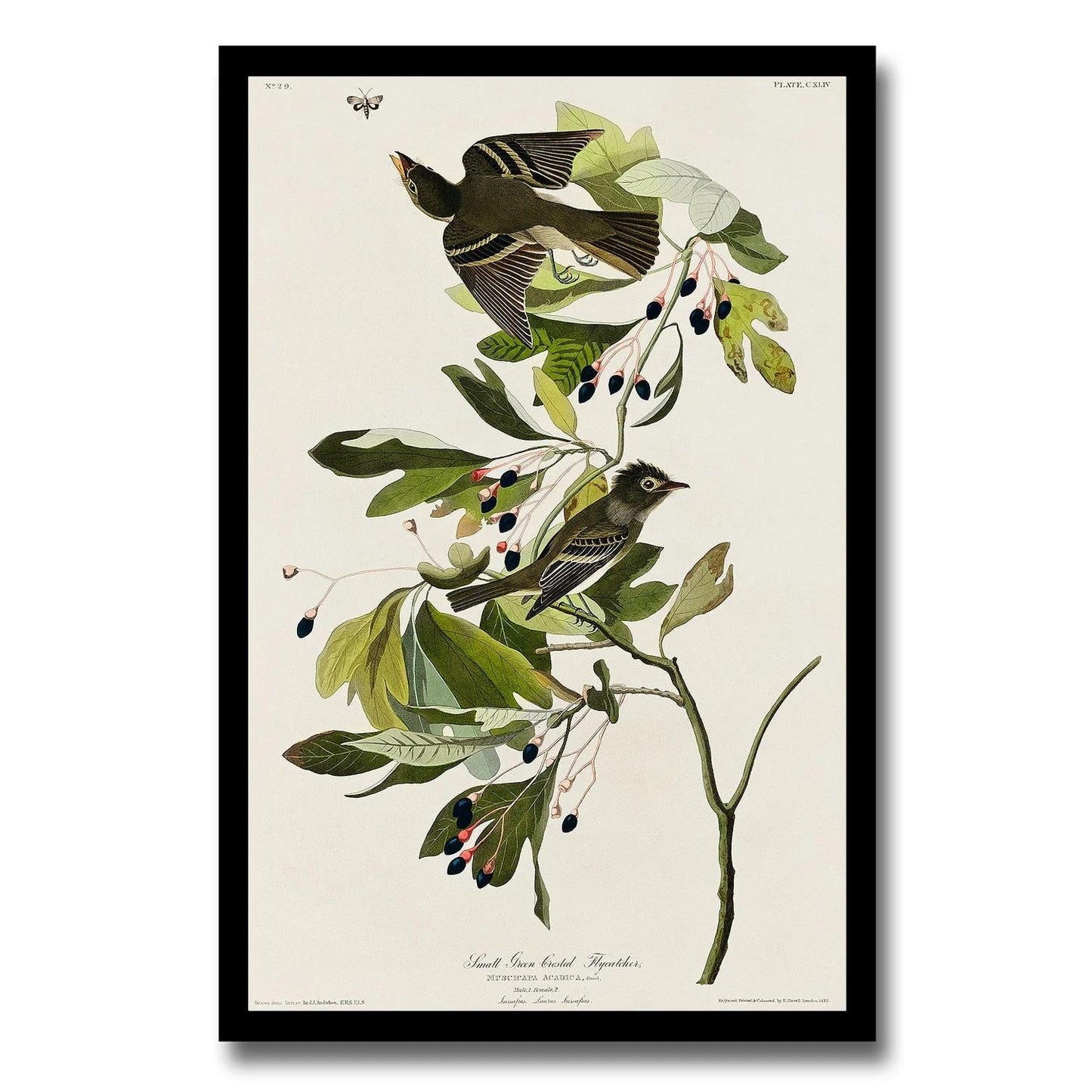 A-Small Green Crested Flycatcher by John J. Audubon